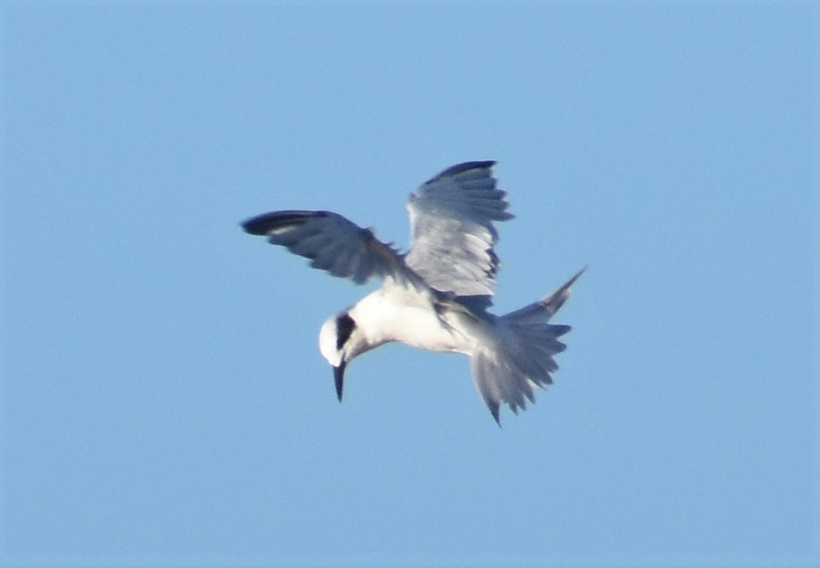 Forster's Tern - Luis Munoz