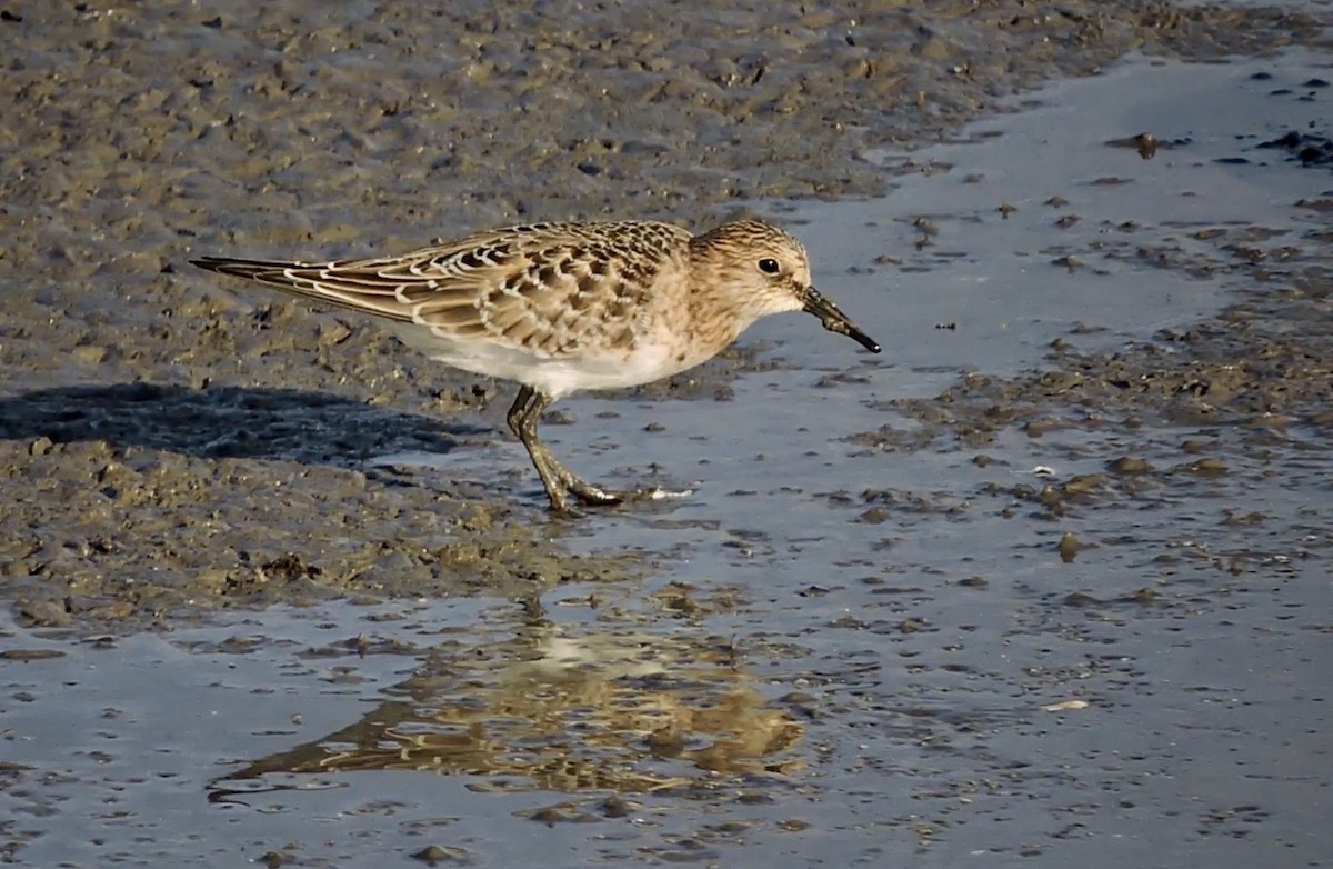 Baird's Sandpiper - ML470949931