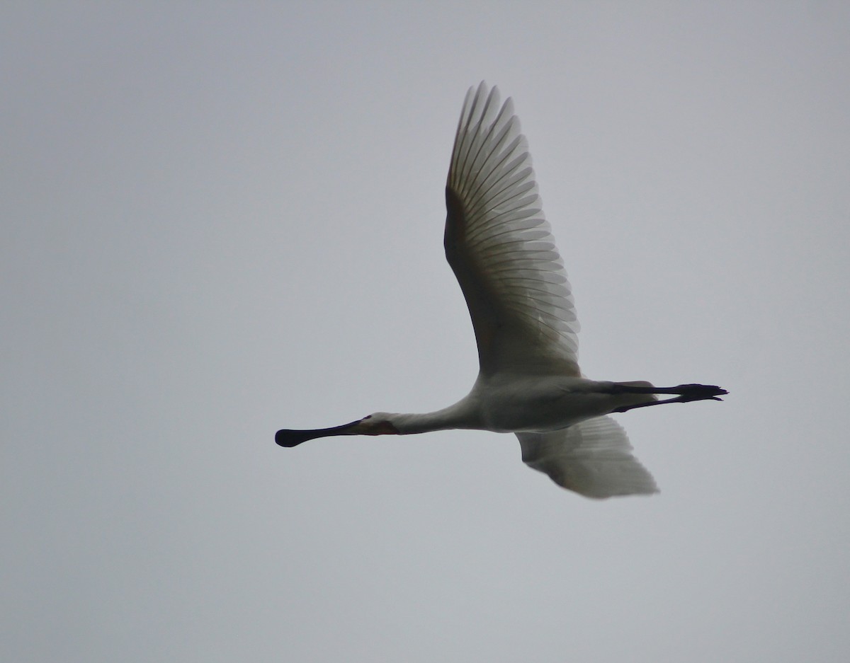 Eurasian Spoonbill - ML470950051