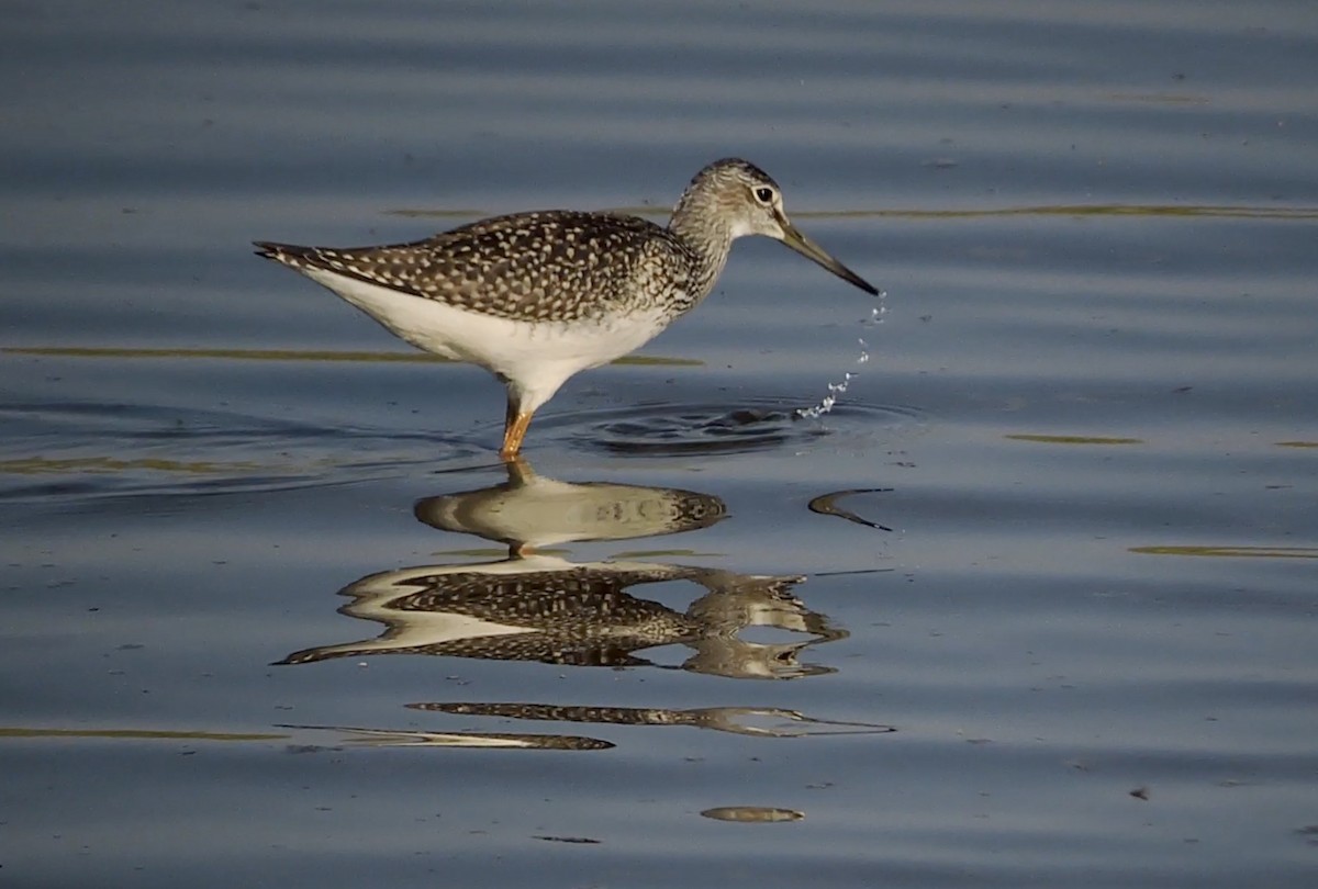 Greater Yellowlegs - Daniel Casey