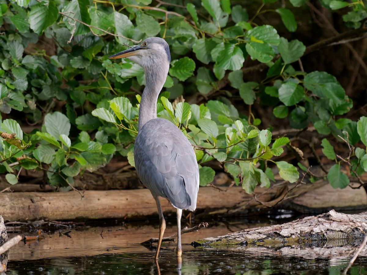 Gray Heron - ML470951061