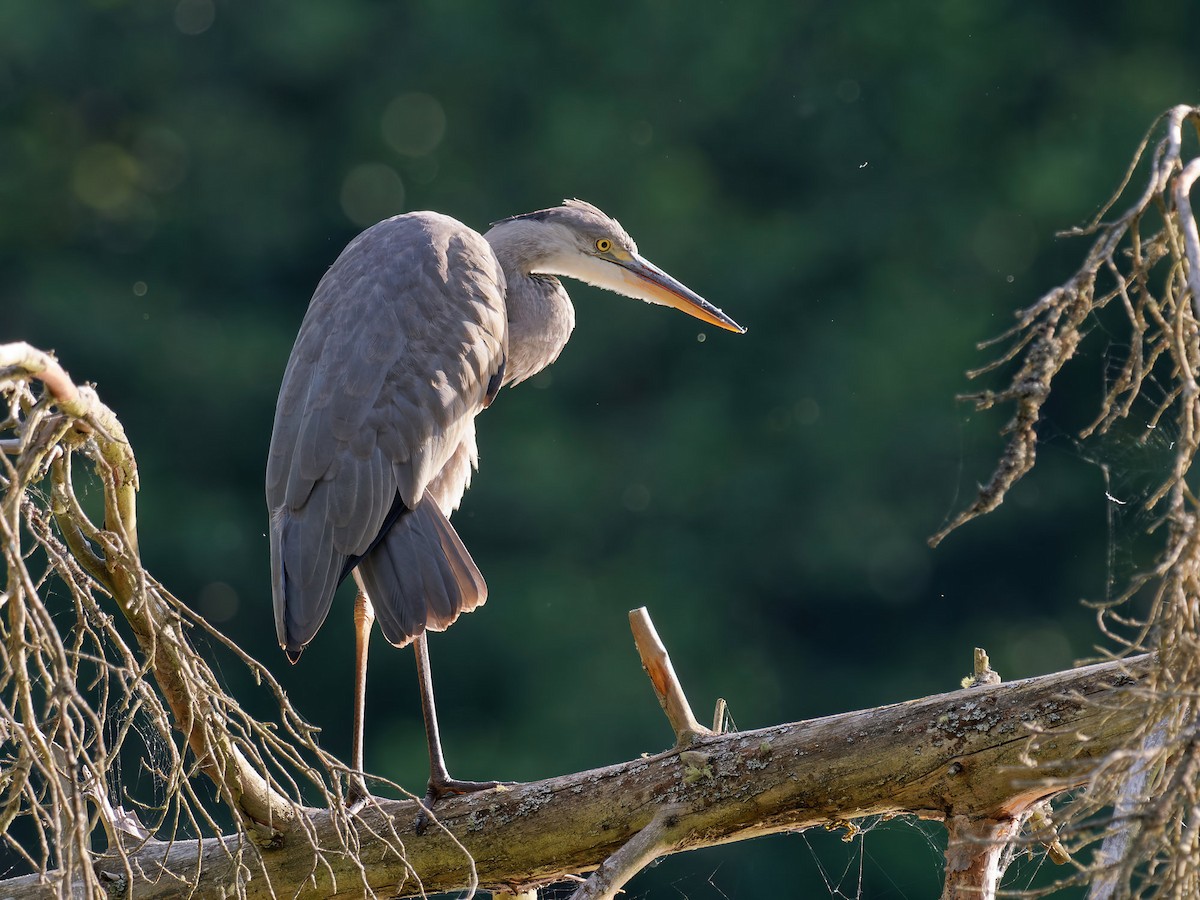 Gray Heron - ML470951181