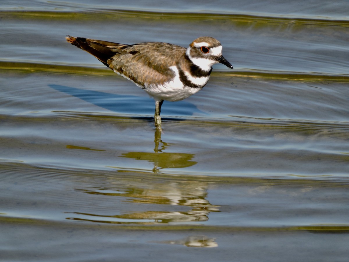 Killdeer - Daniel Casey