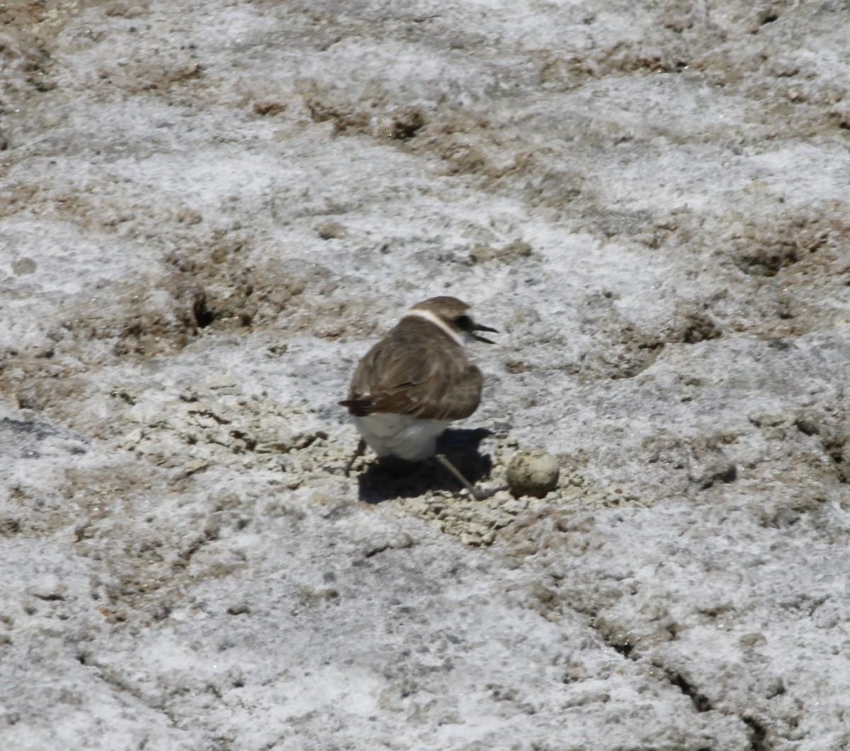 Kentish Plover - ML470954091