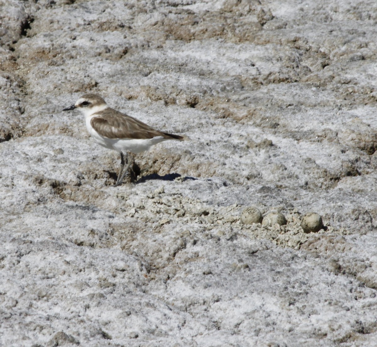 Kentish Plover - ML470954131