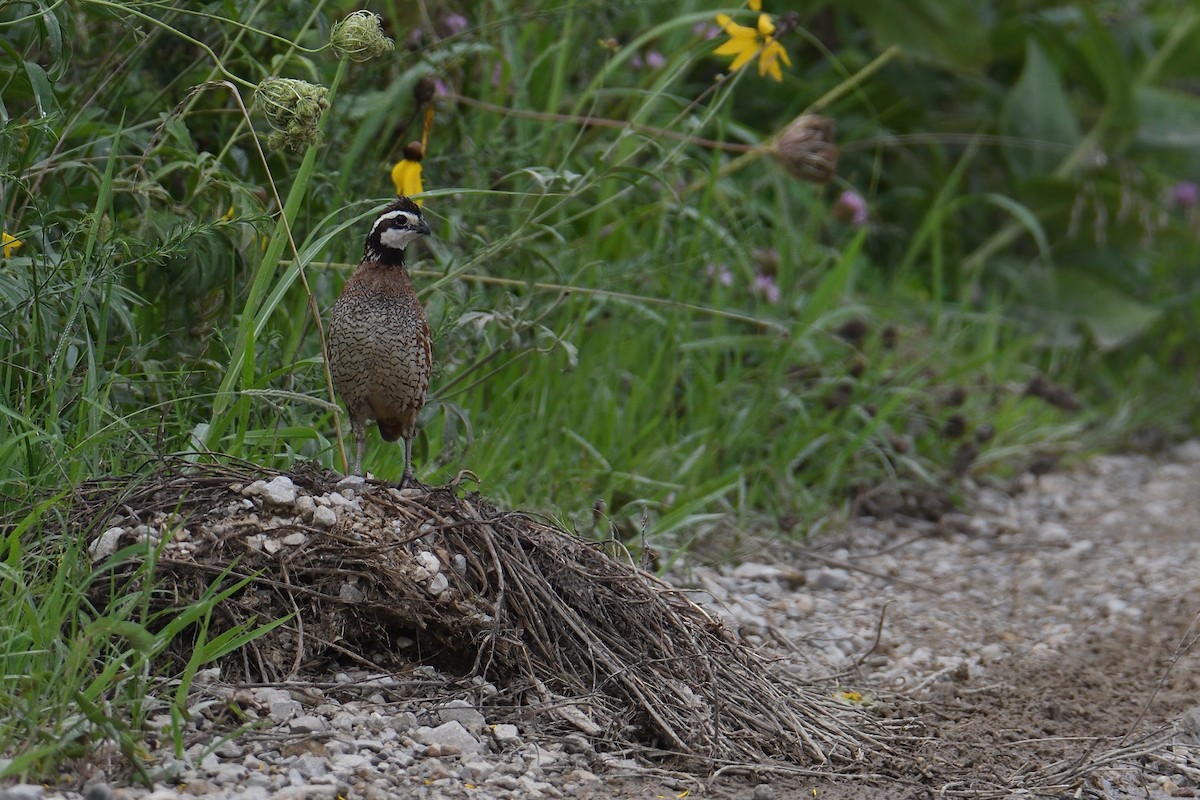 Northern Bobwhite - ML470954491