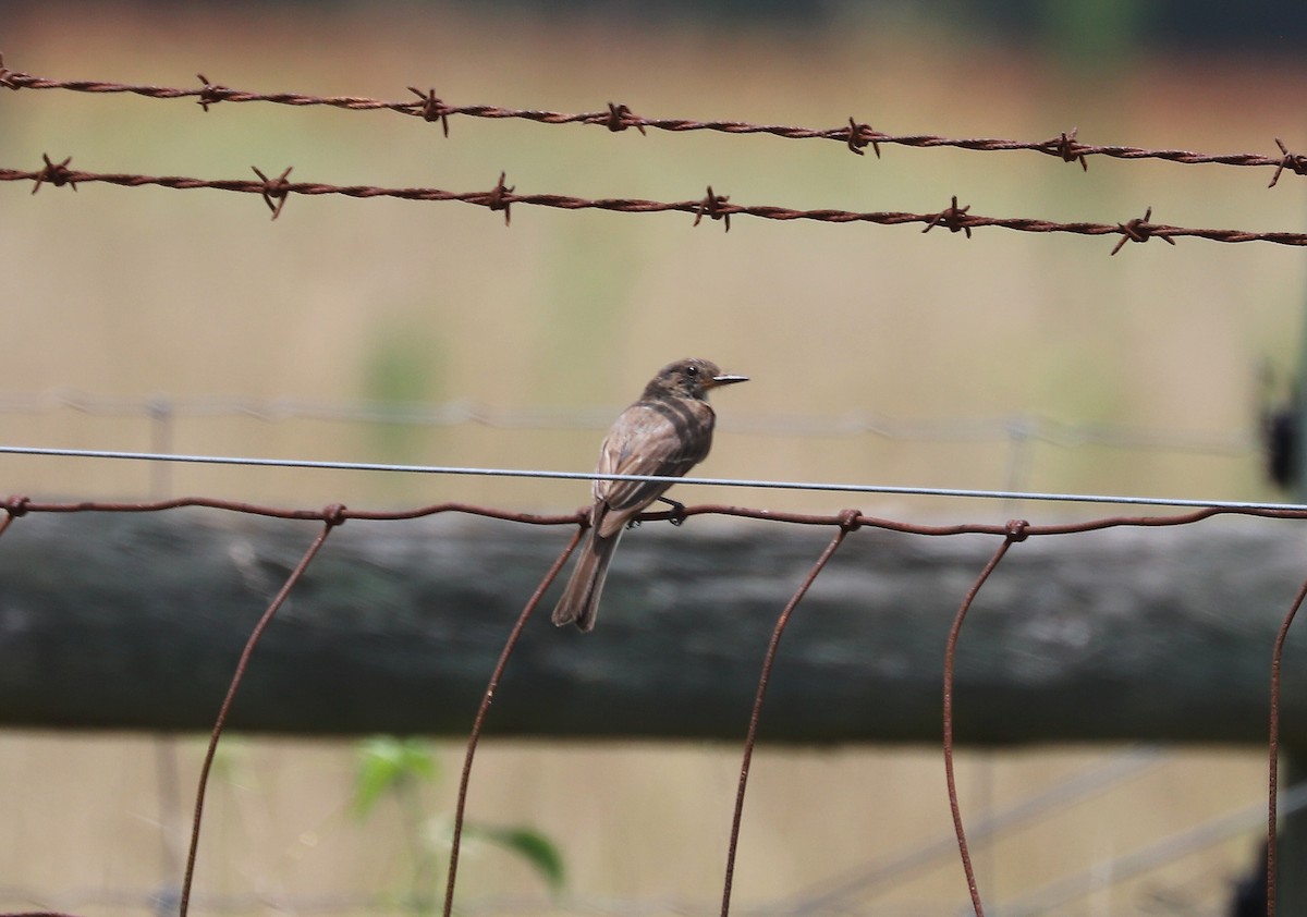 Great Crested Flycatcher - ML470954951