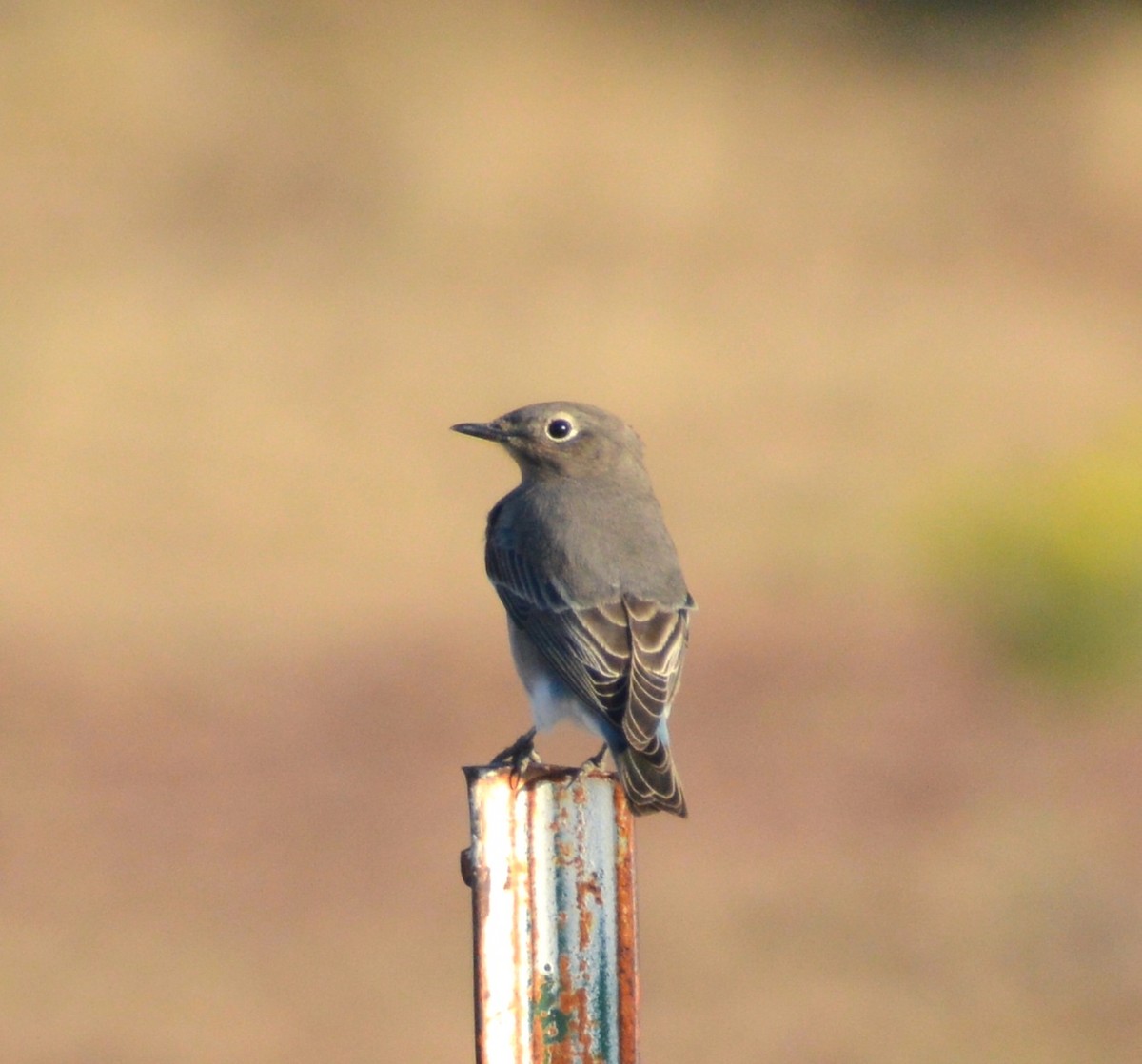 Mountain Bluebird - ML470955301