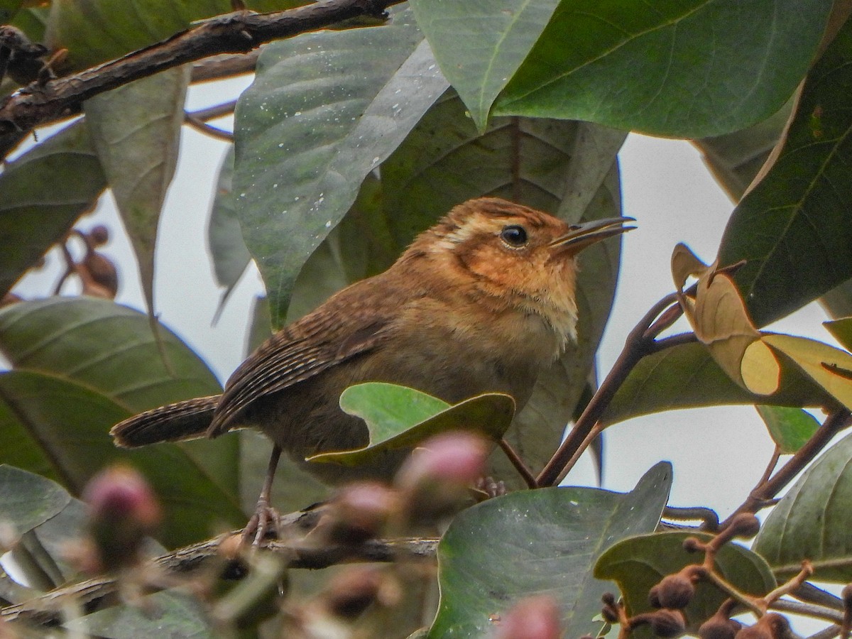 Ochraceous Wren - ML470955371