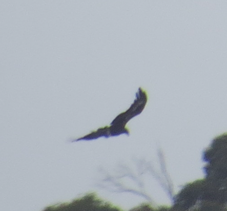 Wedge-tailed Eagle - ML47095671