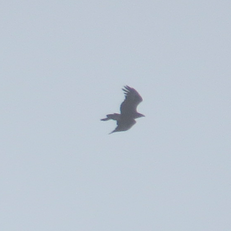 Wedge-tailed Eagle - ML47095691