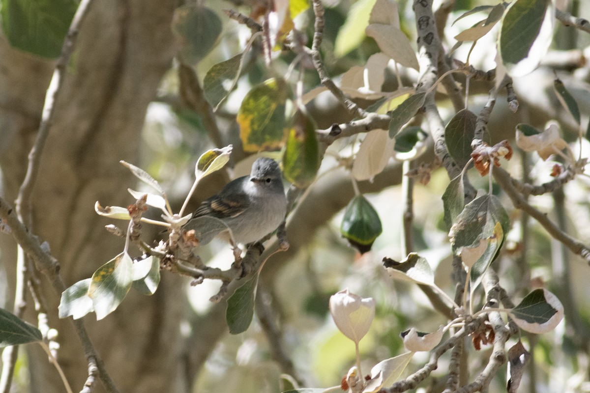 Southern Beardless-Tyrannulet - ML470956921