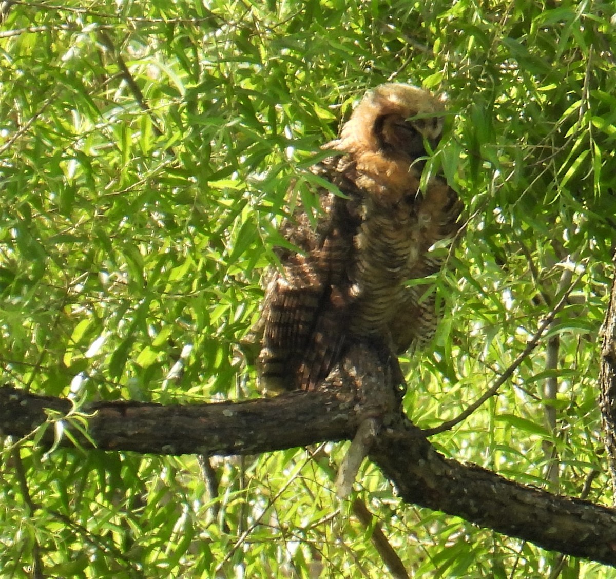 Great Horned Owl - ML470958481