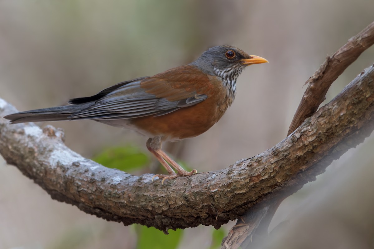 Rufous-backed Robin - ML470959311