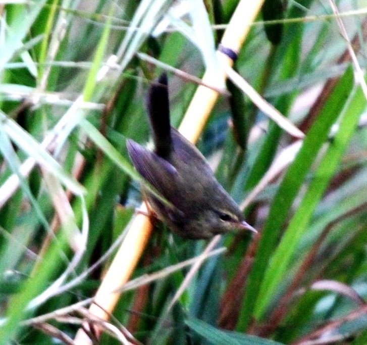 Aberrant Bush Warbler (Aberrant) - ML470961881