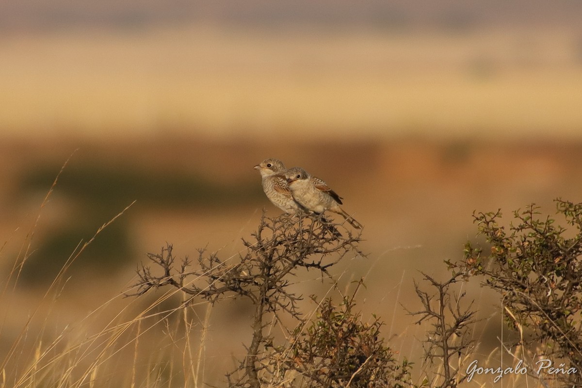 Woodchat Shrike - ML470962001