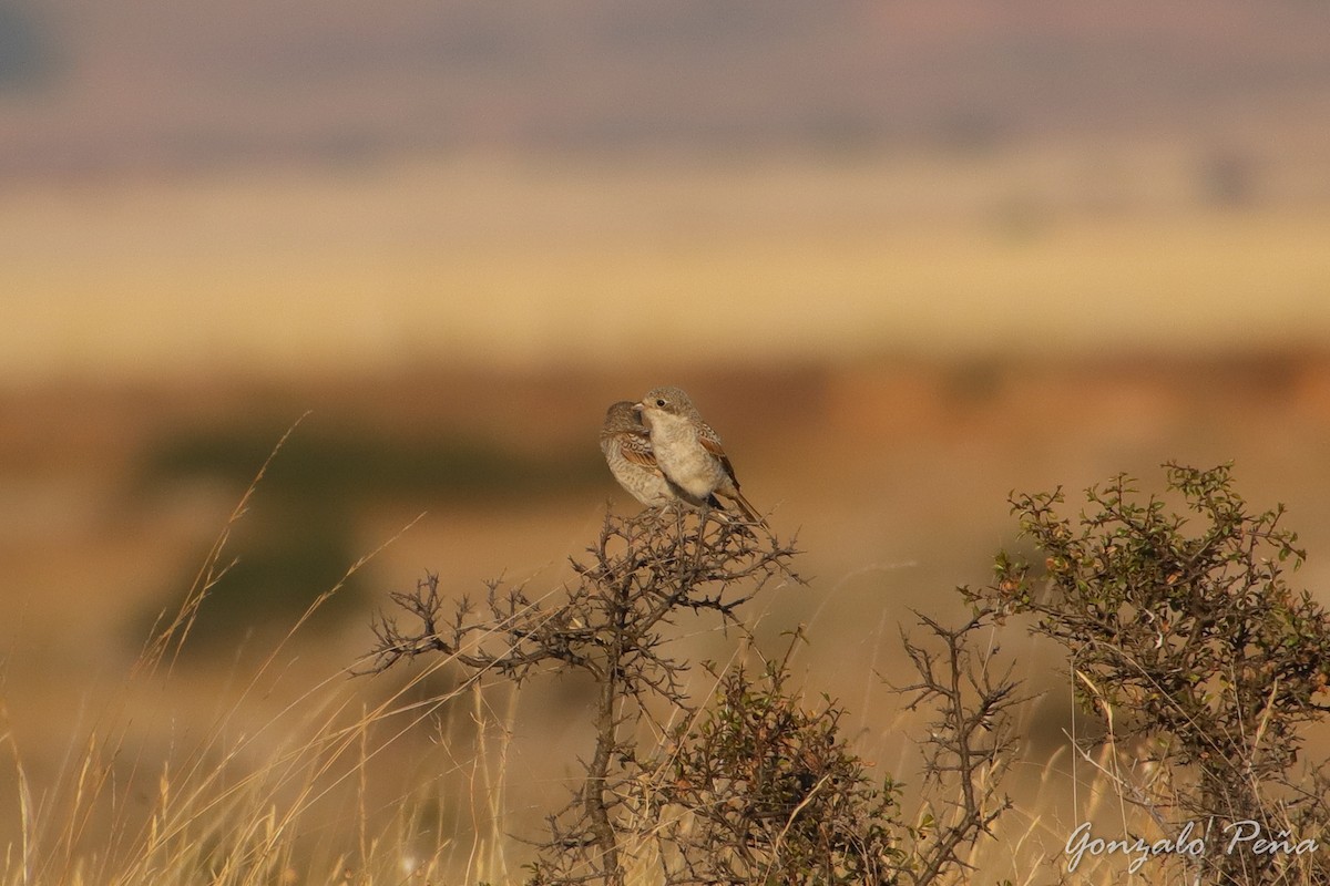Woodchat Shrike - ML470962021