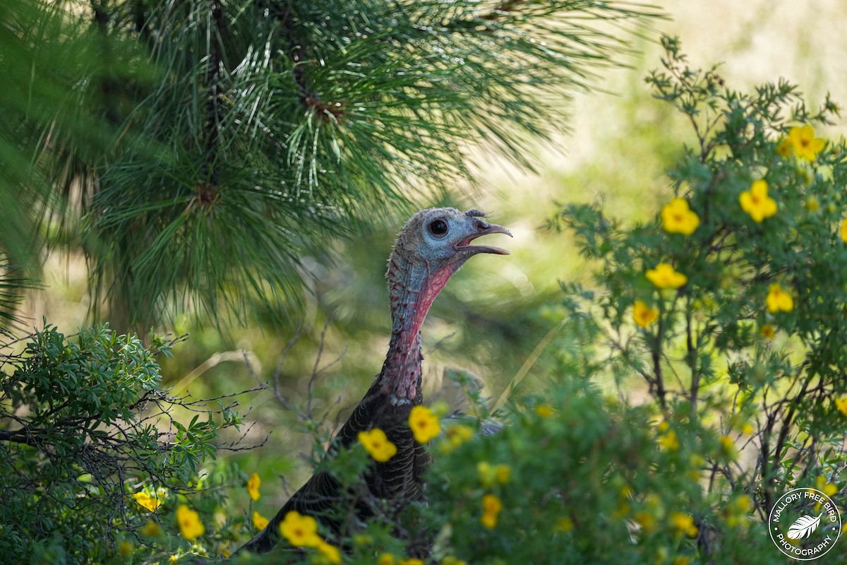 Guajolote Gallipavo - ML470962571