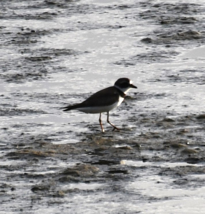 Semipalmated Plover - ML470963441
