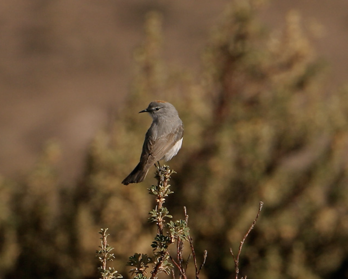 Rufous-naped Ground-Tyrant - ML470963831