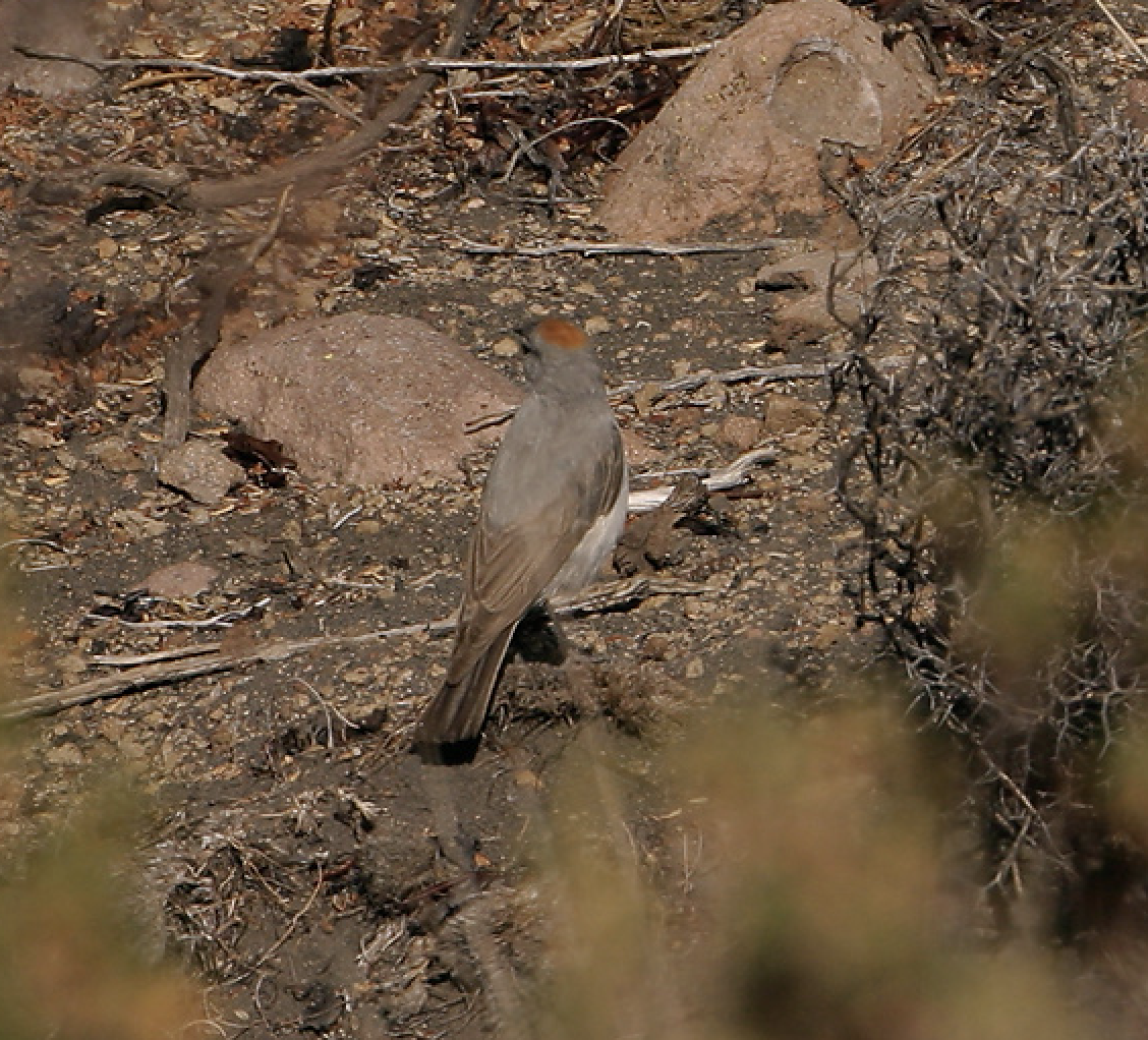 Rufous-naped Ground-Tyrant - ML470963841