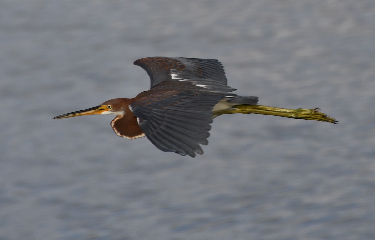 Tricolored Heron - ML470963911