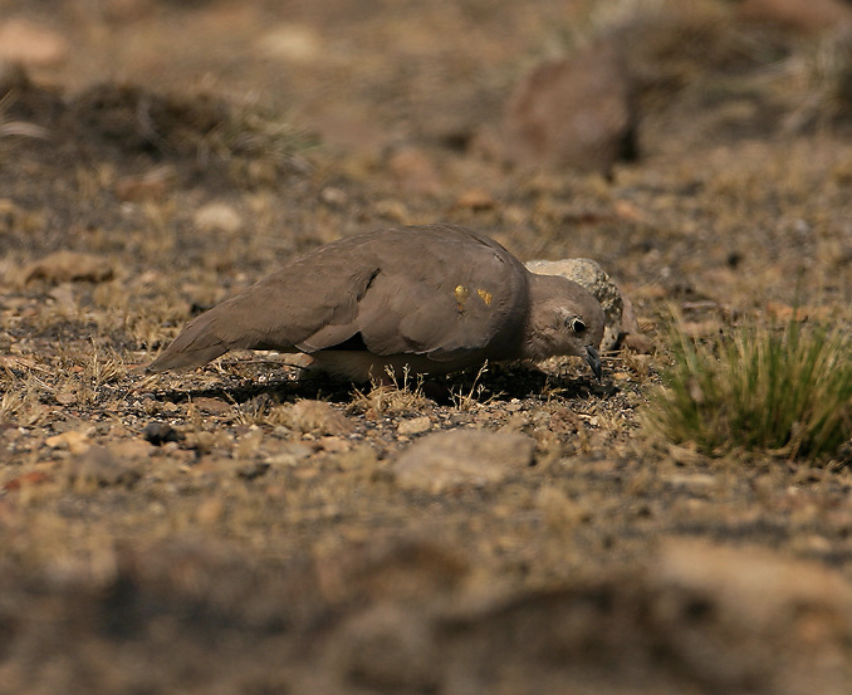 Golden-spotted Ground Dove - ML470964451