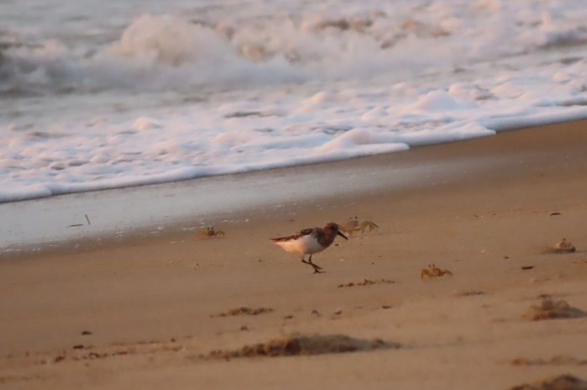 Sanderling - Joan Mashburn