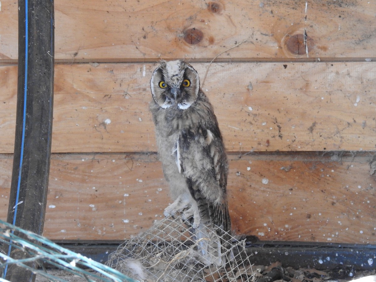 Long-eared Owl - Cesar Clemente