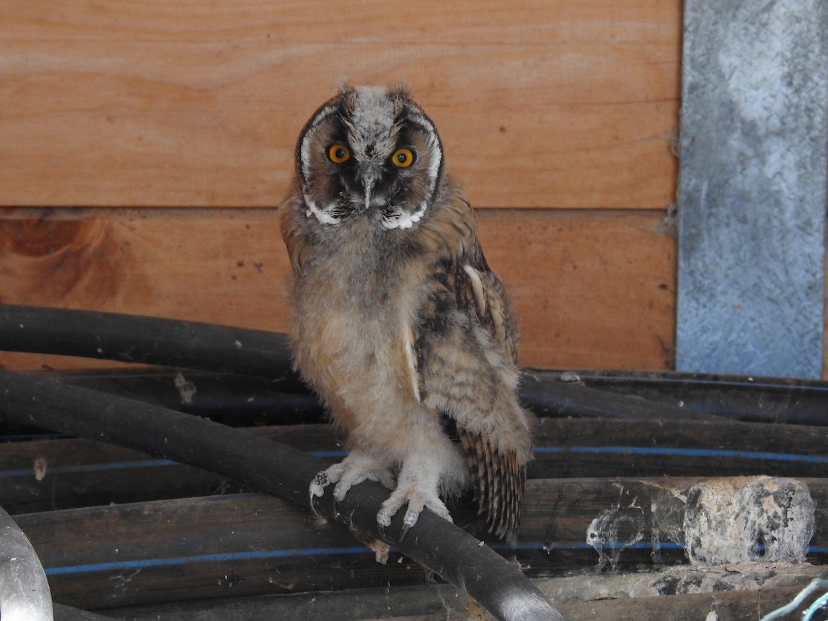 Long-eared Owl - Cesar Clemente