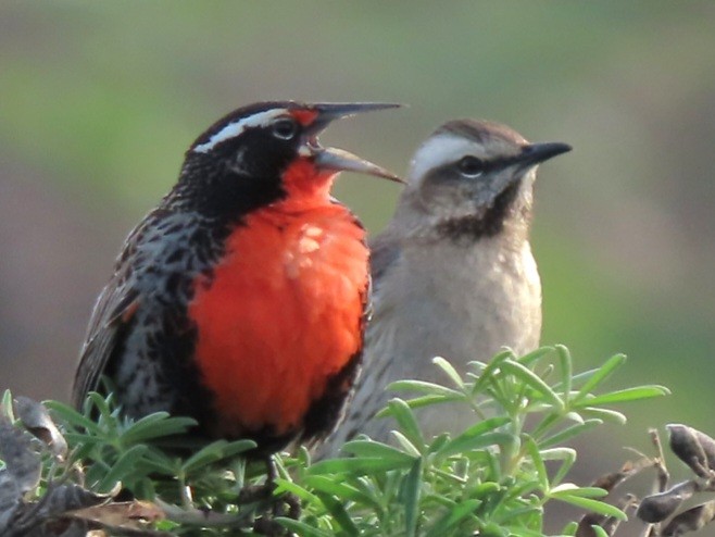 Long-tailed Meadowlark - Emily Larson