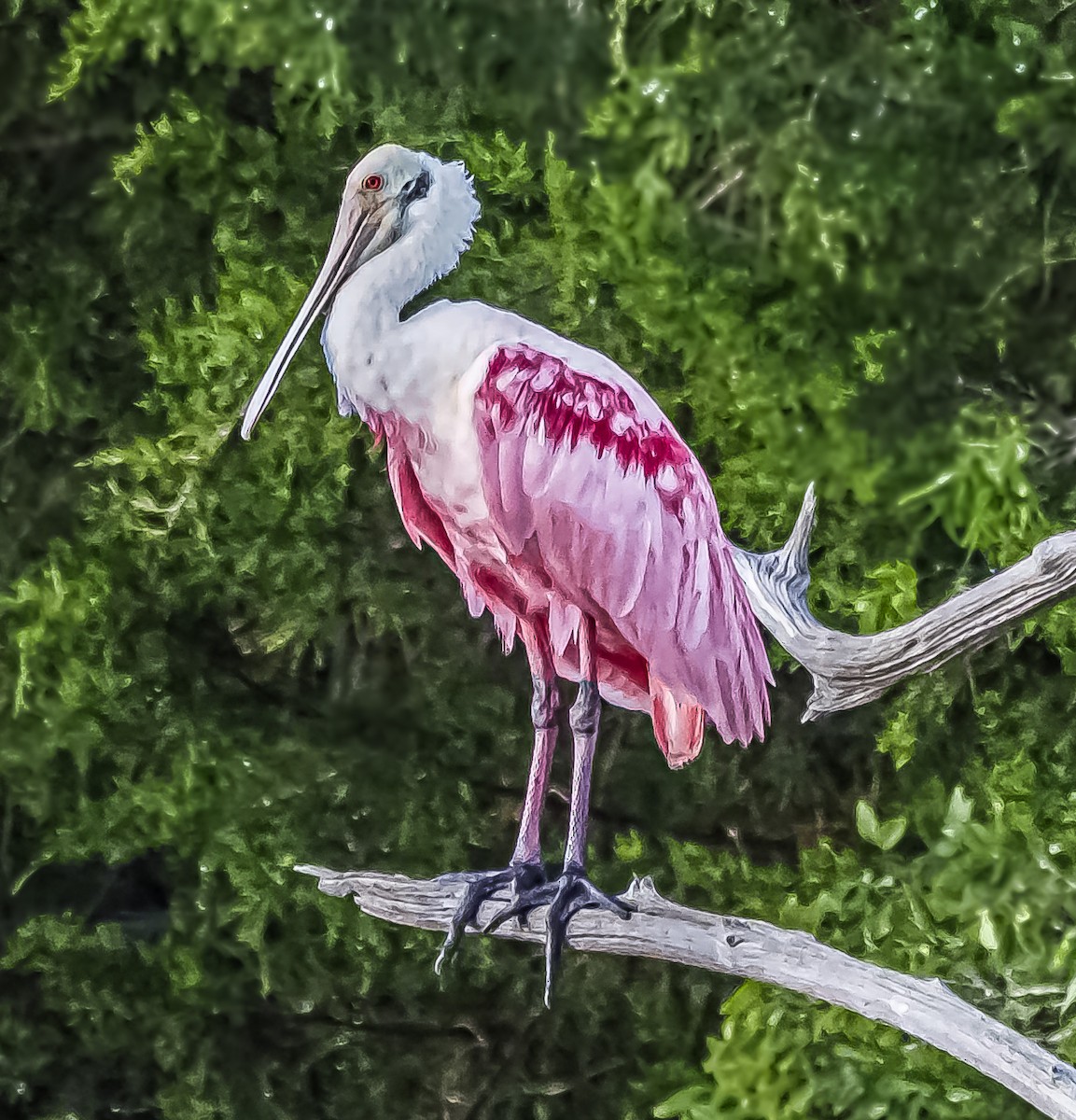 Roseate Spoonbill - ML470966621