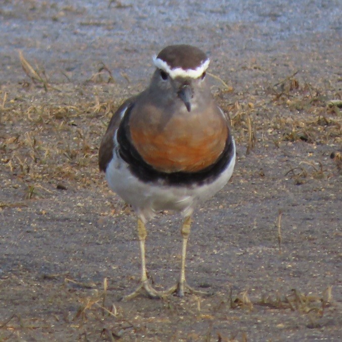 Rufous-chested Dotterel - ML470967081