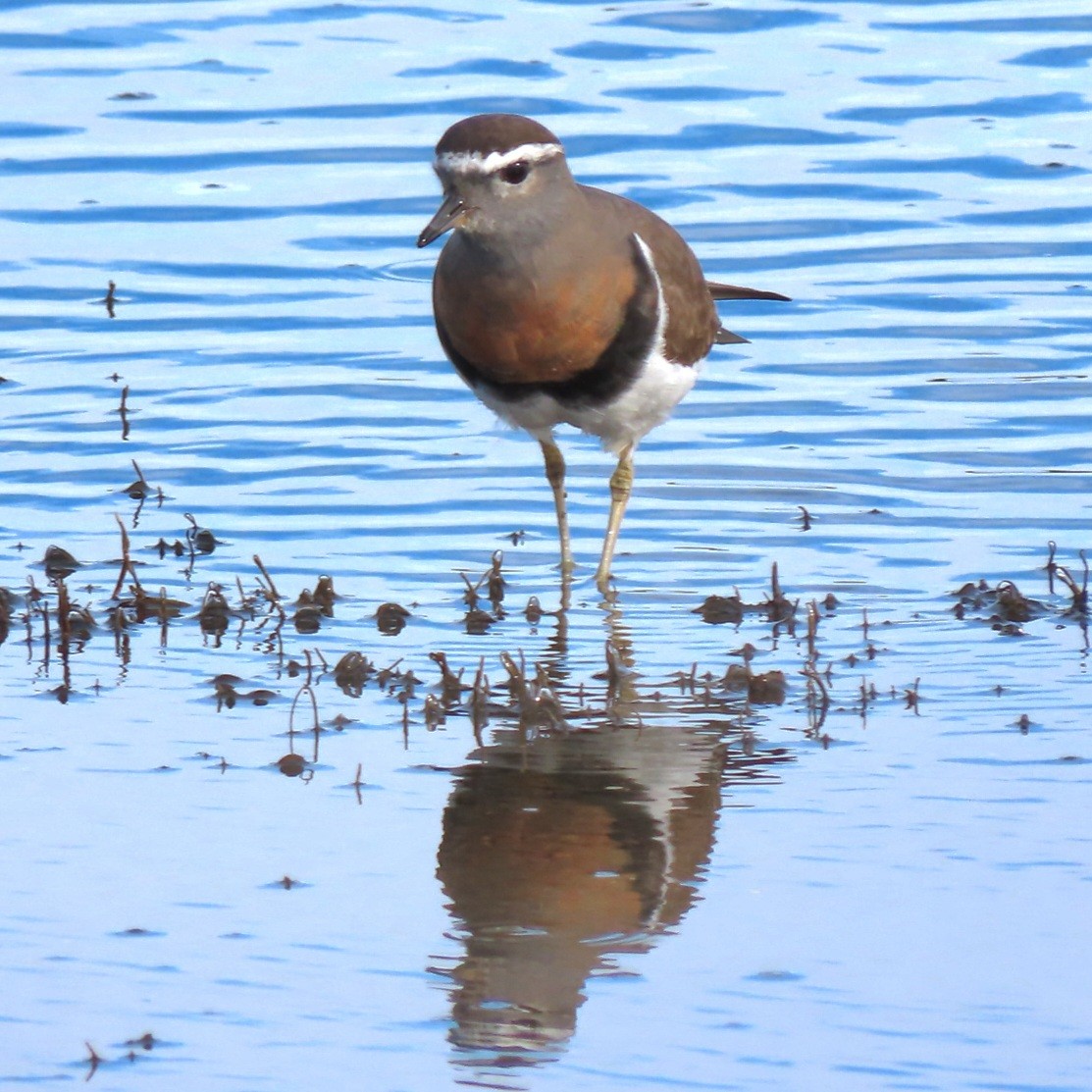 Rufous-chested Dotterel - ML470967141
