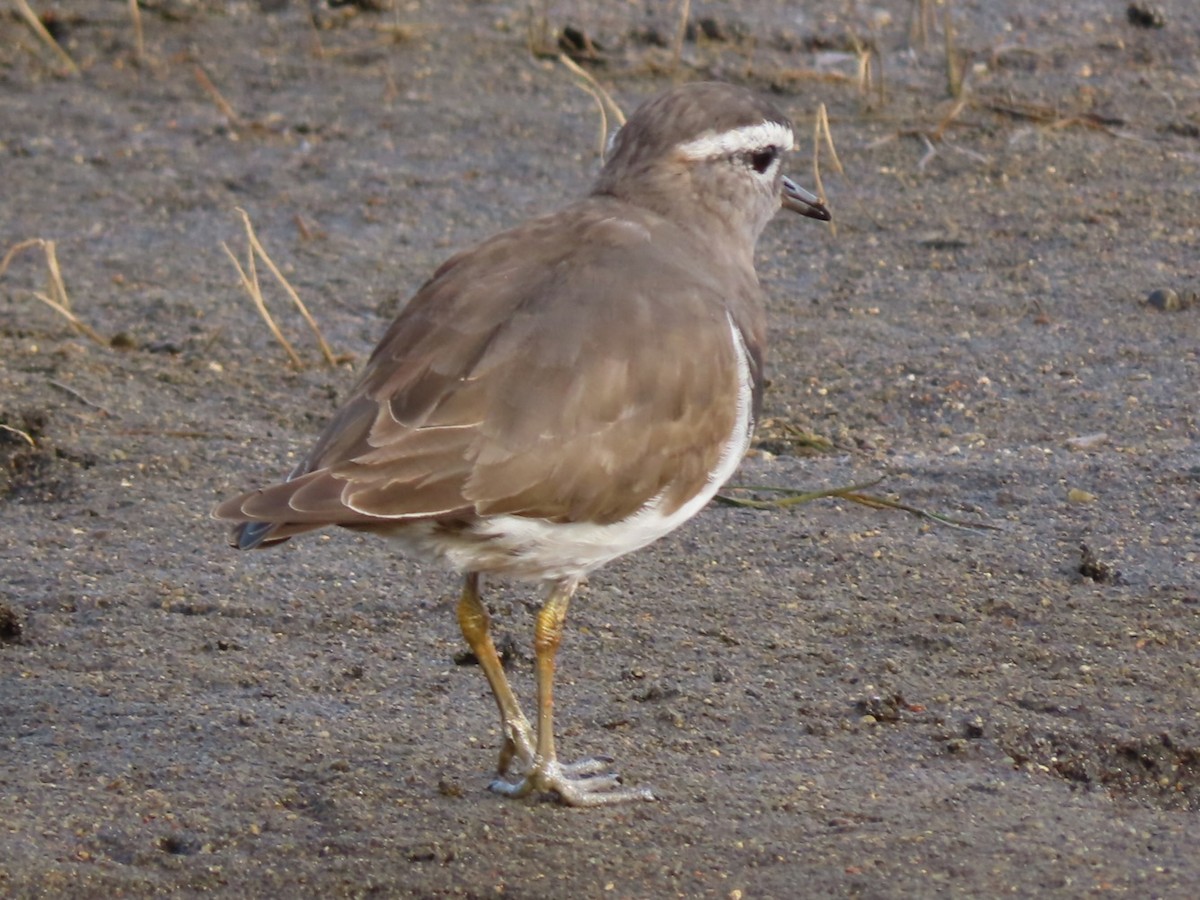 Rufous-chested Dotterel - ML470967151