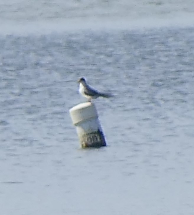 Forster's Tern - ML470967521