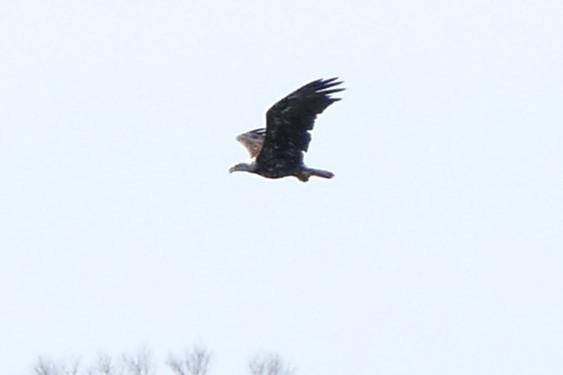 Weißkopf-Seeadler - ML470967571