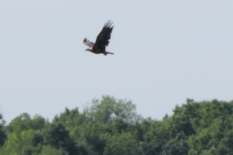 Weißkopf-Seeadler - ML470967601