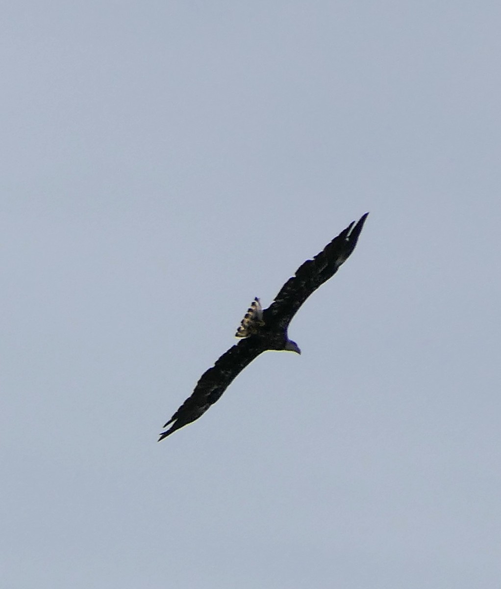 Weißkopf-Seeadler - ML470967671