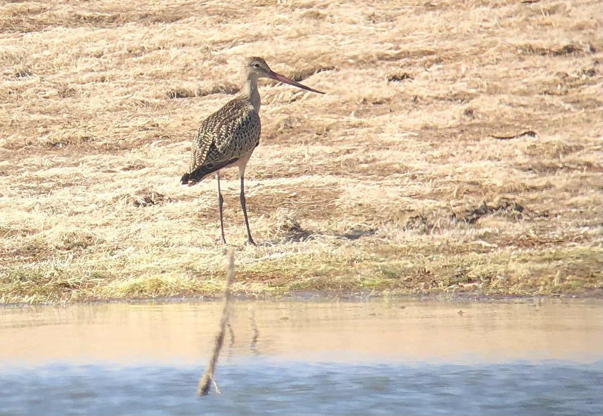 Marbled Godwit - ML470969501