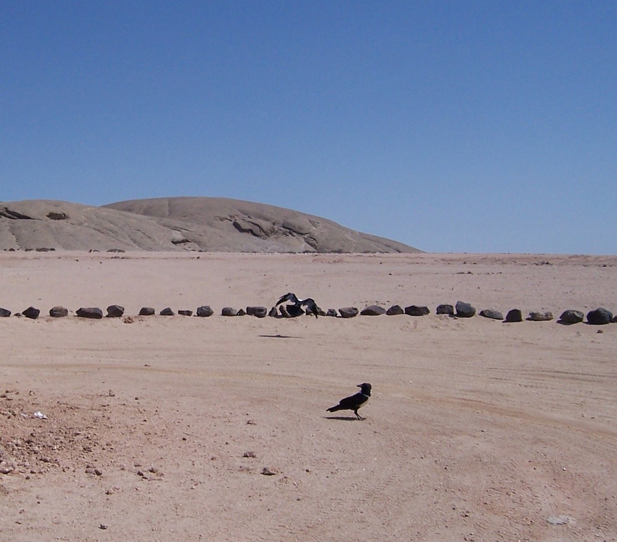 Pied Crow - Guiller Mina