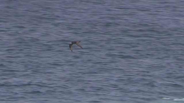 Puffin à menton blanc - ML470969821