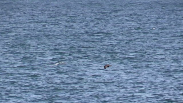 Puffin à menton blanc - ML470970841