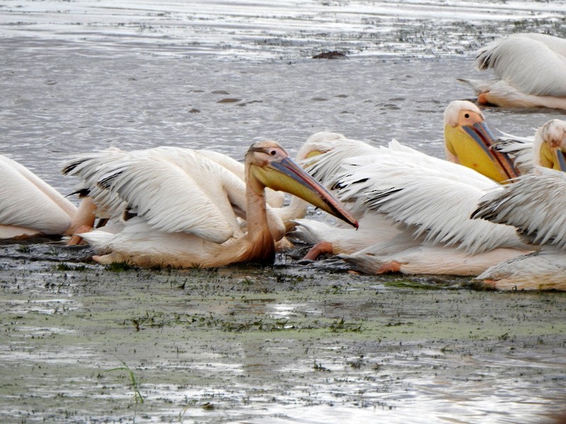 pelikán bílý - ML470970891