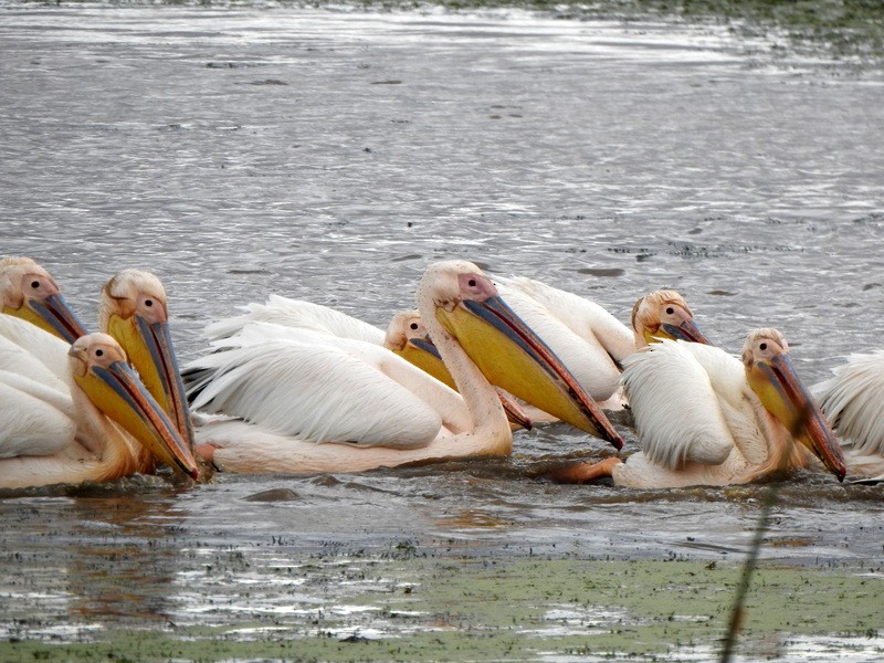 pelikán bílý - ML470970901