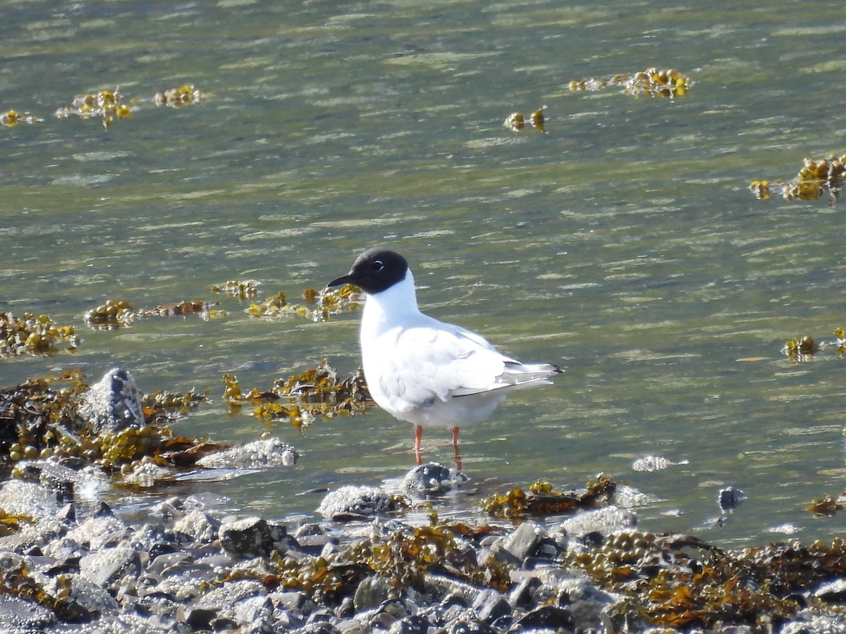 Bonaparte's Gull - ML470971831