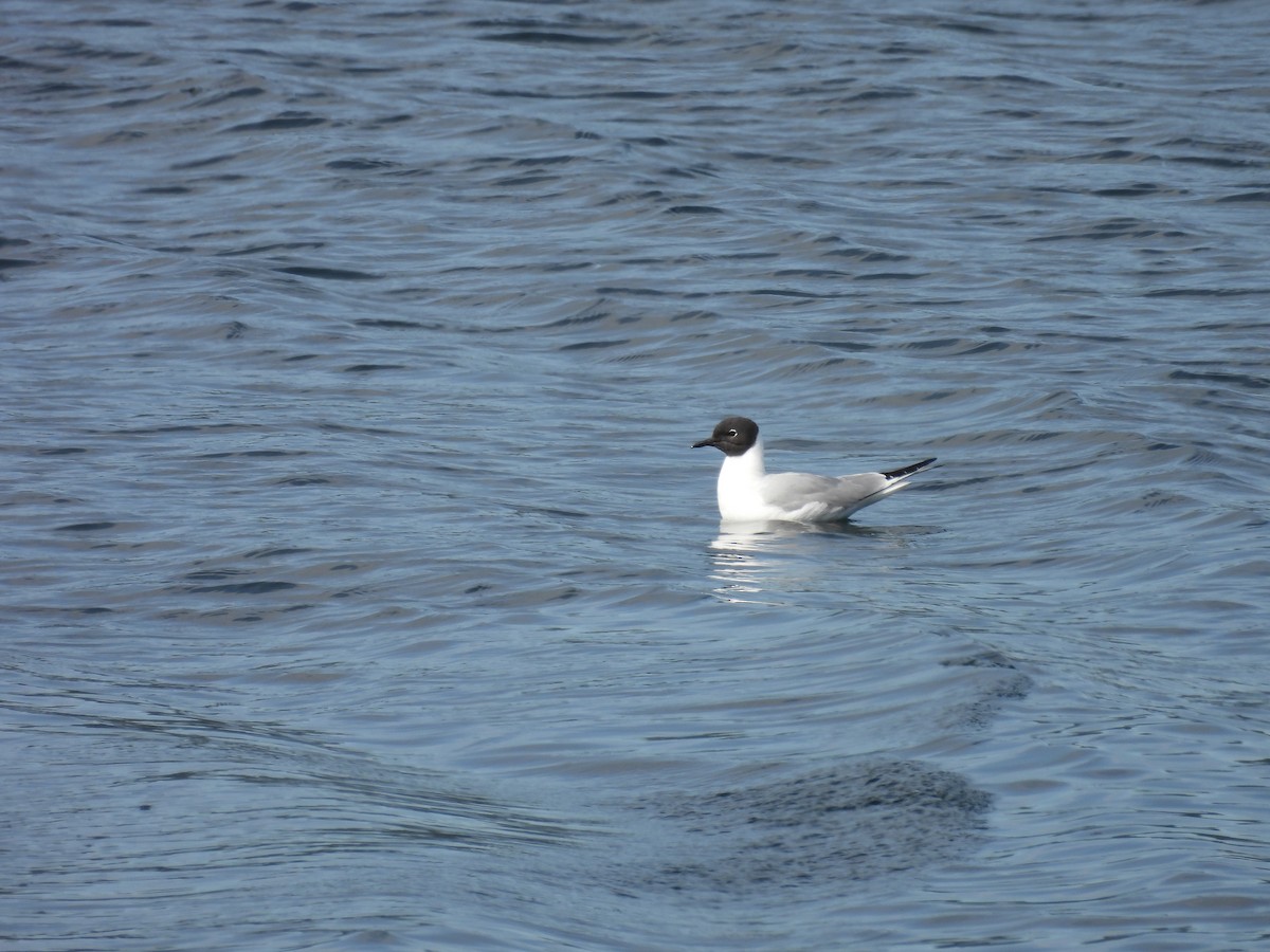 Bonaparte's Gull - ML470972041