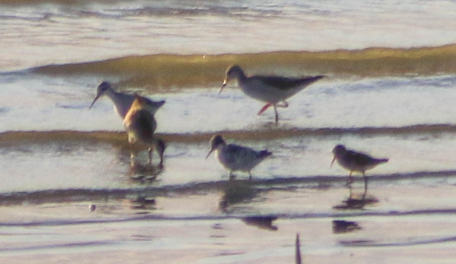 Wilson's Phalarope - ML470972401