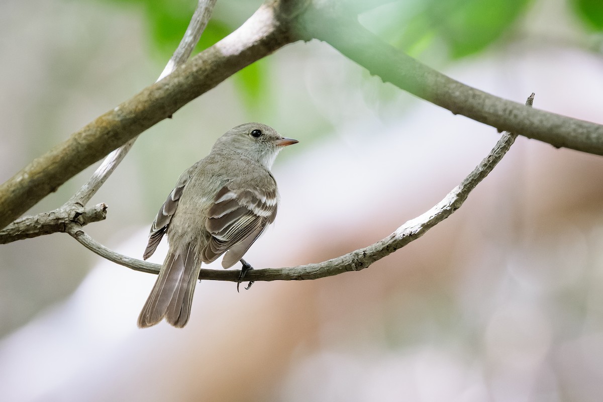 Caribbean Elaenia - ML470972591