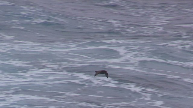 Puffin à menton blanc - ML470972721